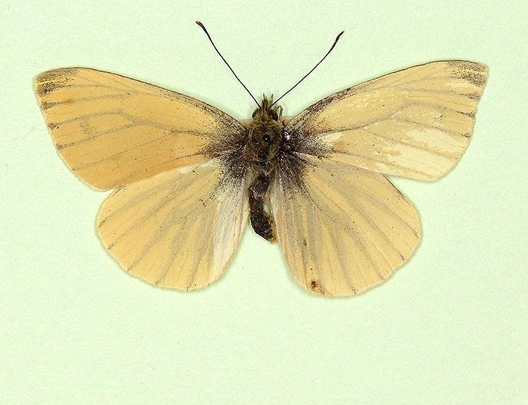 Pieris napi male (aberrant form irregularis 2) (Internet Image property of respective owner, non-commercial use only)